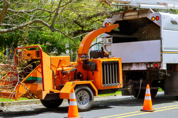 Trusted Mallory, WV Tree Services Experts